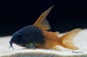 Cory concolor tomo river — 3